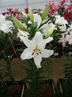 [5301 Gandhara No02.JPG]